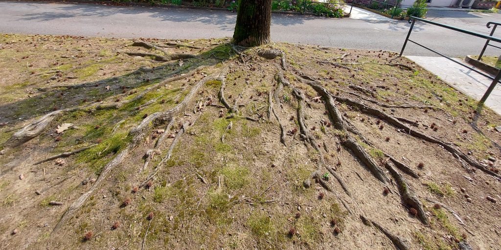 Figura 1: Radici di un albero sviluppate superficialmente [photo: Vanessa Vitali].