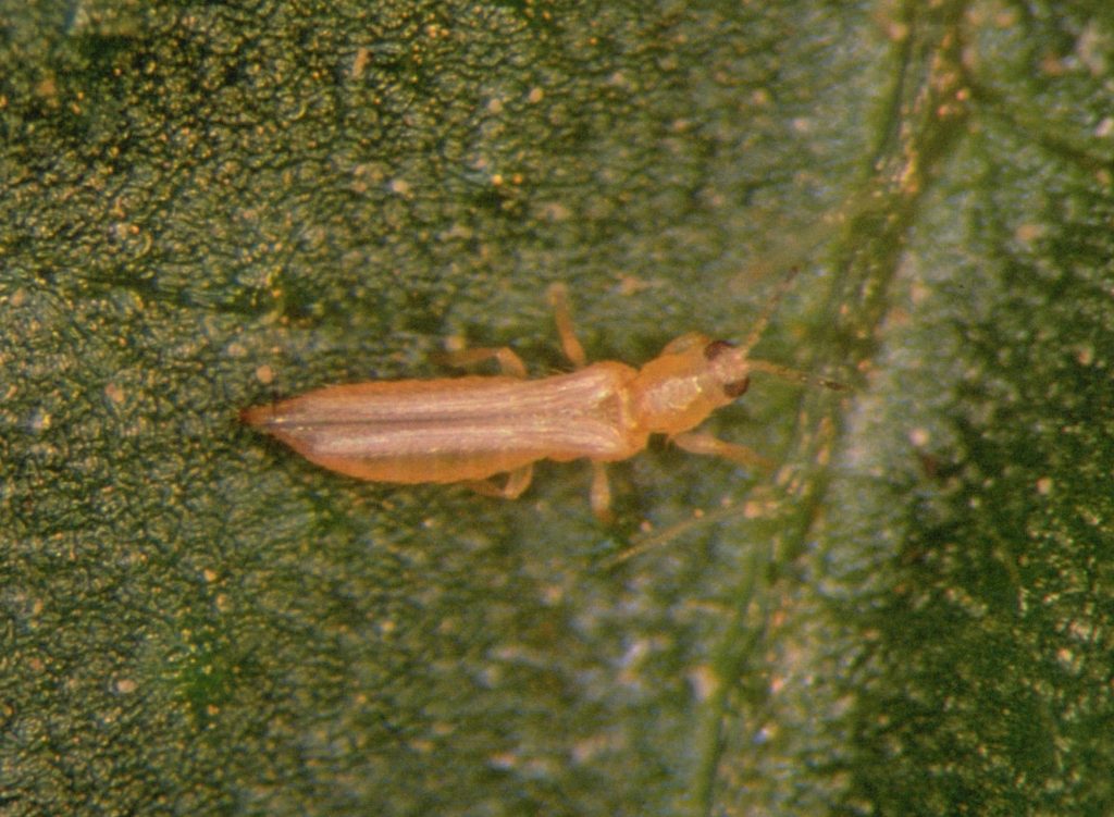 Adulto di Frankliniella occidentalis