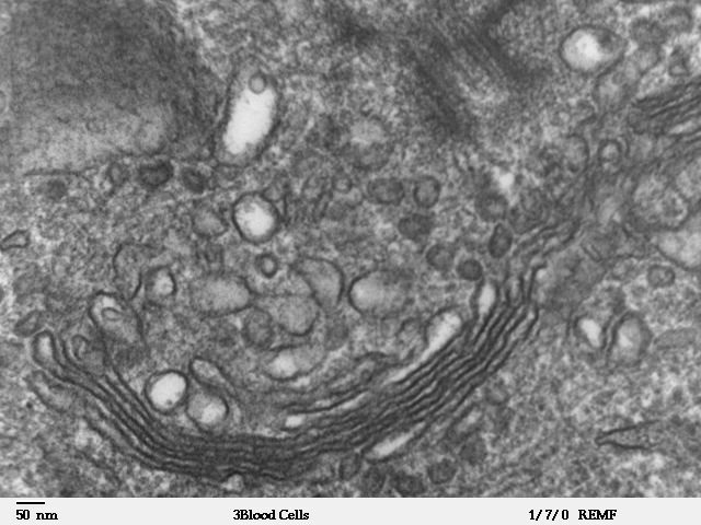 Golgi's apparatus tem