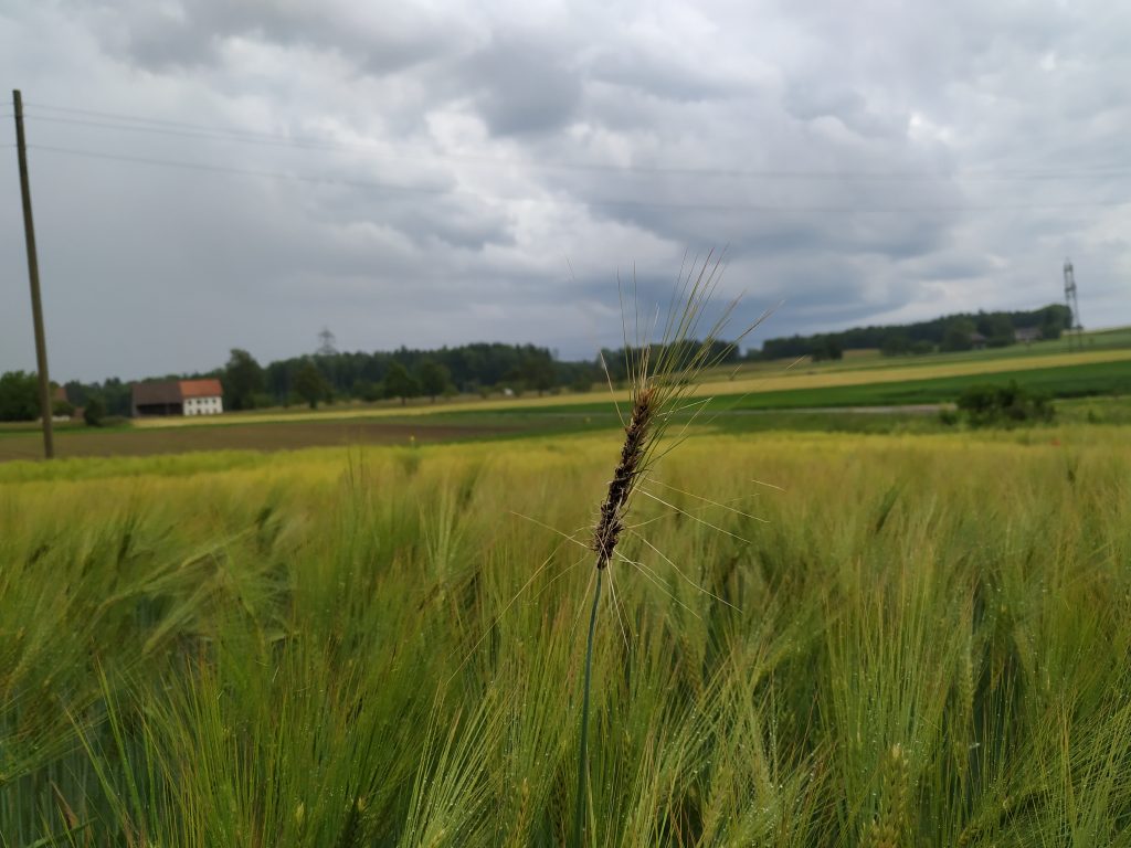  Spiga infetta da Ustilago nuda più alta delle spighe sane (Fonte: Cecilia Panzetti)