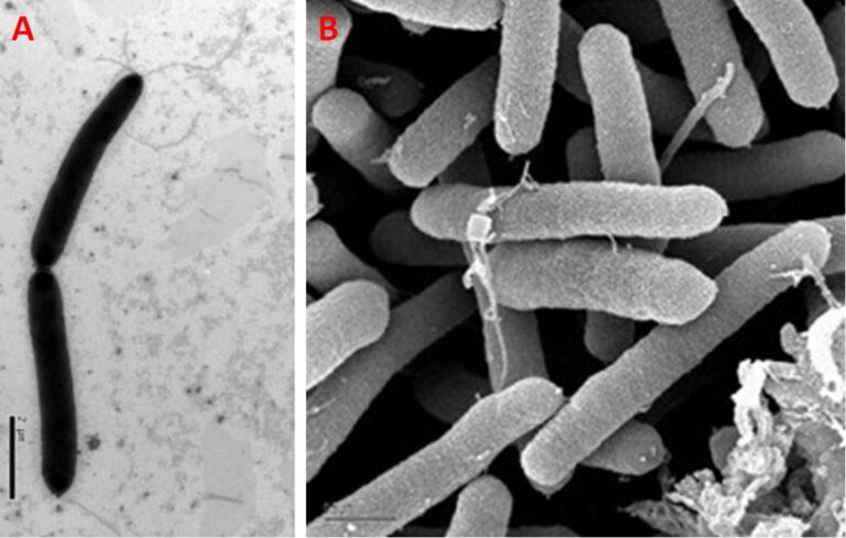 Pseudomonas syringae - scheda batteriologica ed approfondimenti