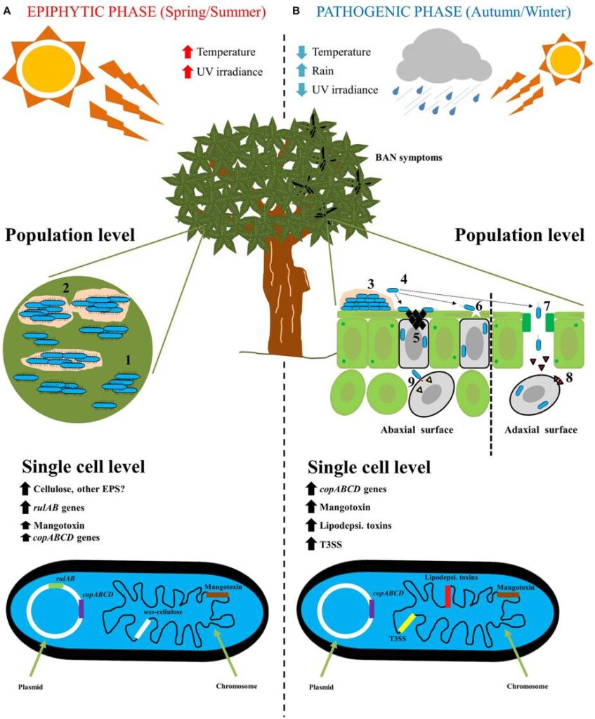 Pseudomonas syringae - scheda batteriologica ed approfondimenti