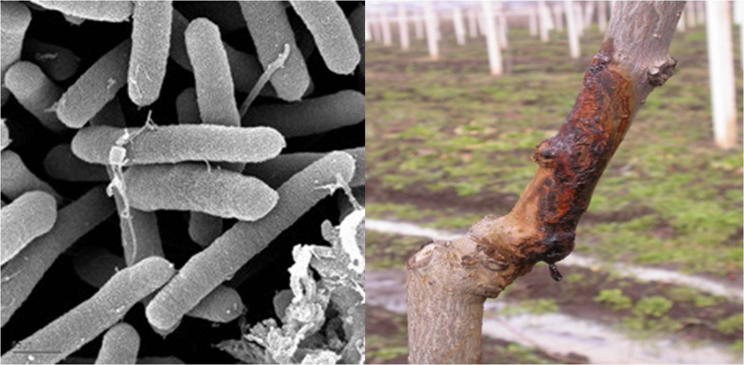 Pseudomonas syringae - scheda batteriologica ed approfondimenti