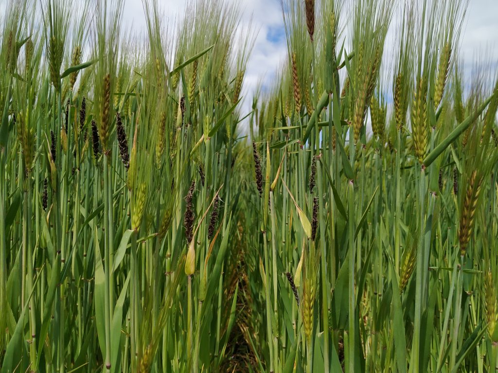 Campo di orzo infetto da Ustilago nuda (Fonte: Cecilia Panzetti) 