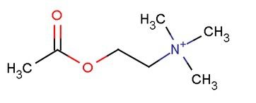 acetilcolina