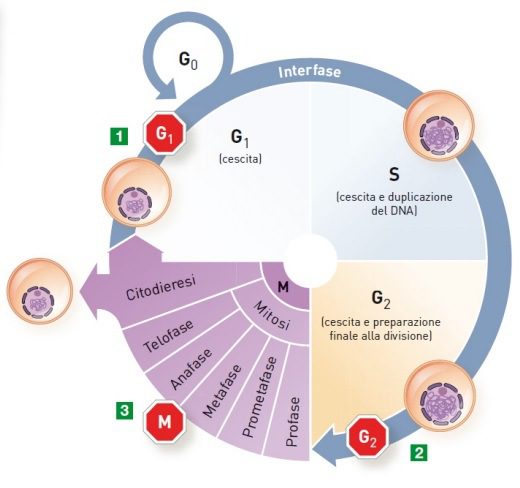 fasi del ciclo cellulare