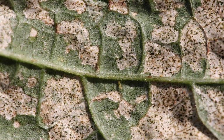 Danno diretto su foglia causato da Frankliniella occidentalis