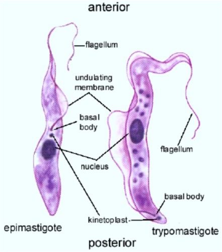 differenze tra tripomastigote ed epimastigote