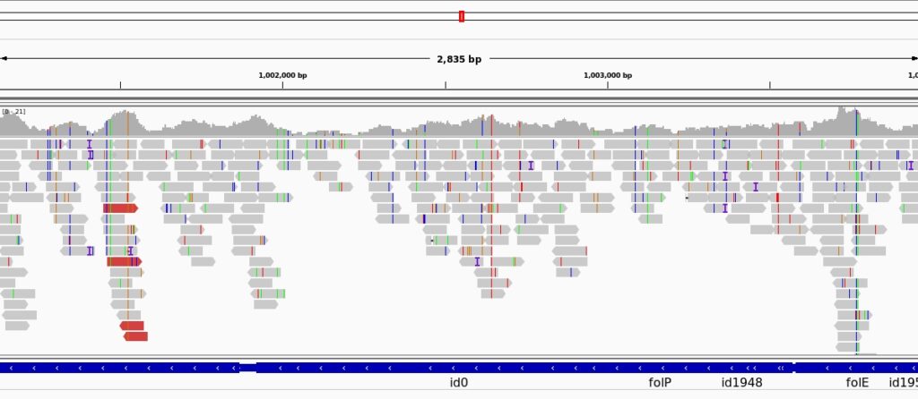 Mapping di un genoma visualizzato con il programma IGV.