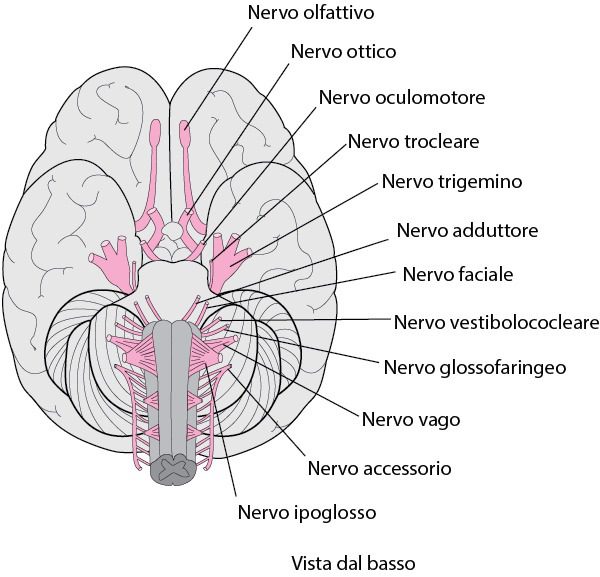 nervi cranici