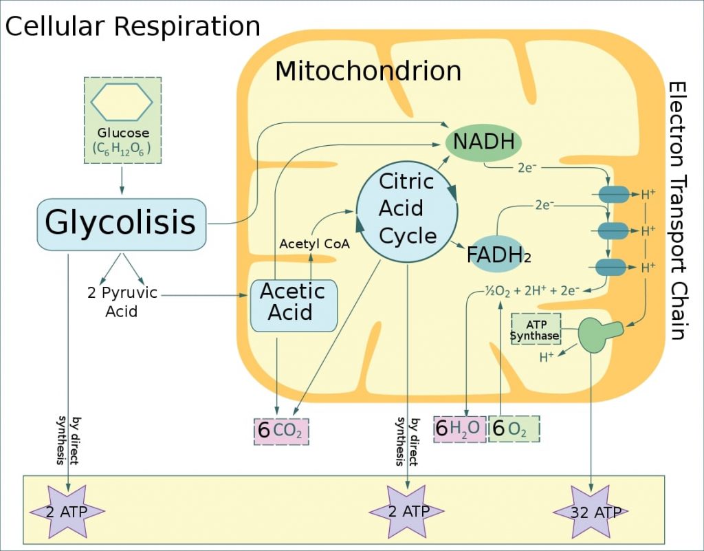 Mitochondria respiration