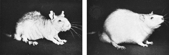 igura 1 – La figura mette a paragone lo stesso ratto a distanza di mesi. A sinistra si osserva il ratto avente una dieta carente di biotina, a destra lo stesso con un adeguato apporto di biotina. [Crediti: https://www.britannica.com/science/biotin#/media/1/66228/110500]