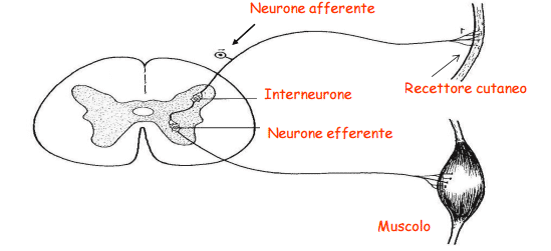 Neuroni e circuiti nervosi 
