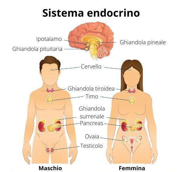 Principali ghiandole e tessuti costituenti il sistema endocrino

