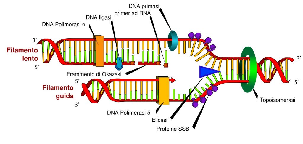 duplicazione del DNA