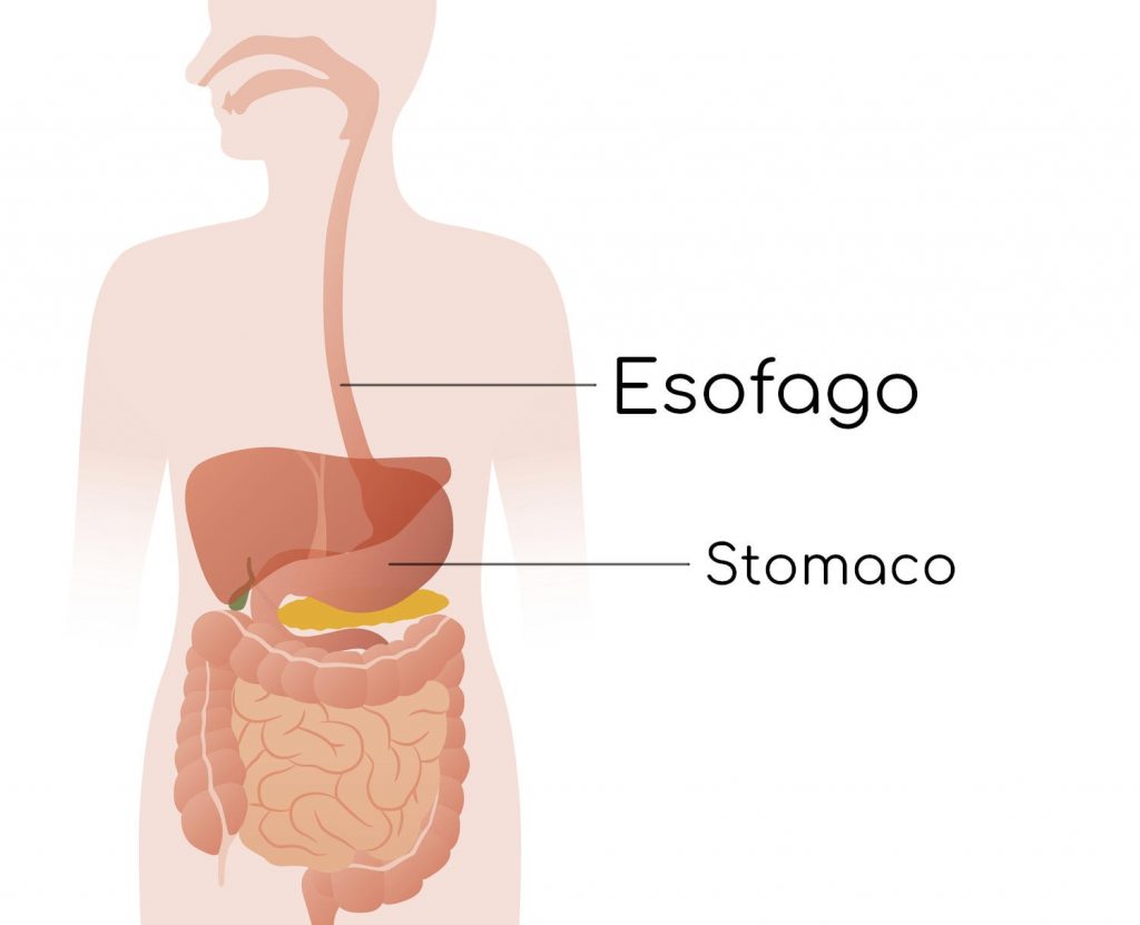lo stomaco è un organo dell'apparato digerente che si trova tra l'esofago e l'intestino tenue.