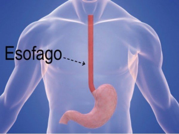 L'esofago è un canale alimentare che unisce faringe e bocca dello stomaco. 