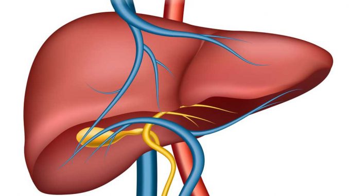 Il fegato è la ghiandola più grande del nostro organismo. Si trova sotto al diaframma tra il colon trasversale e lo stomaco.