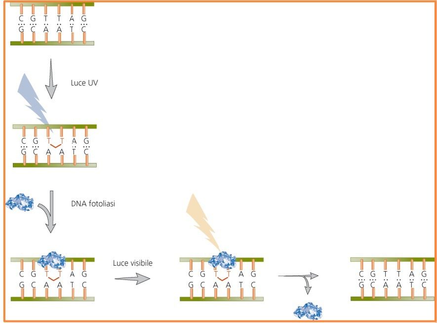 meccanismo di fotoriattivazione