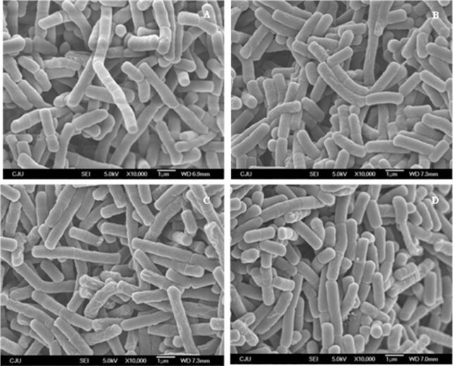 Figure 1 - B. subtilis under the light microscope - [Credit: Samarakoon et al., 2012]
