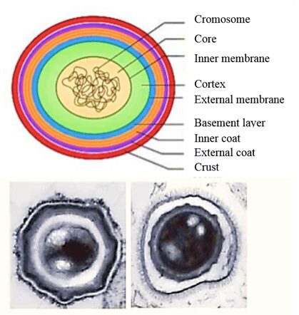 Figure 4 - Morphological structure of spores - [Credit: McKenney et al., 2012]
