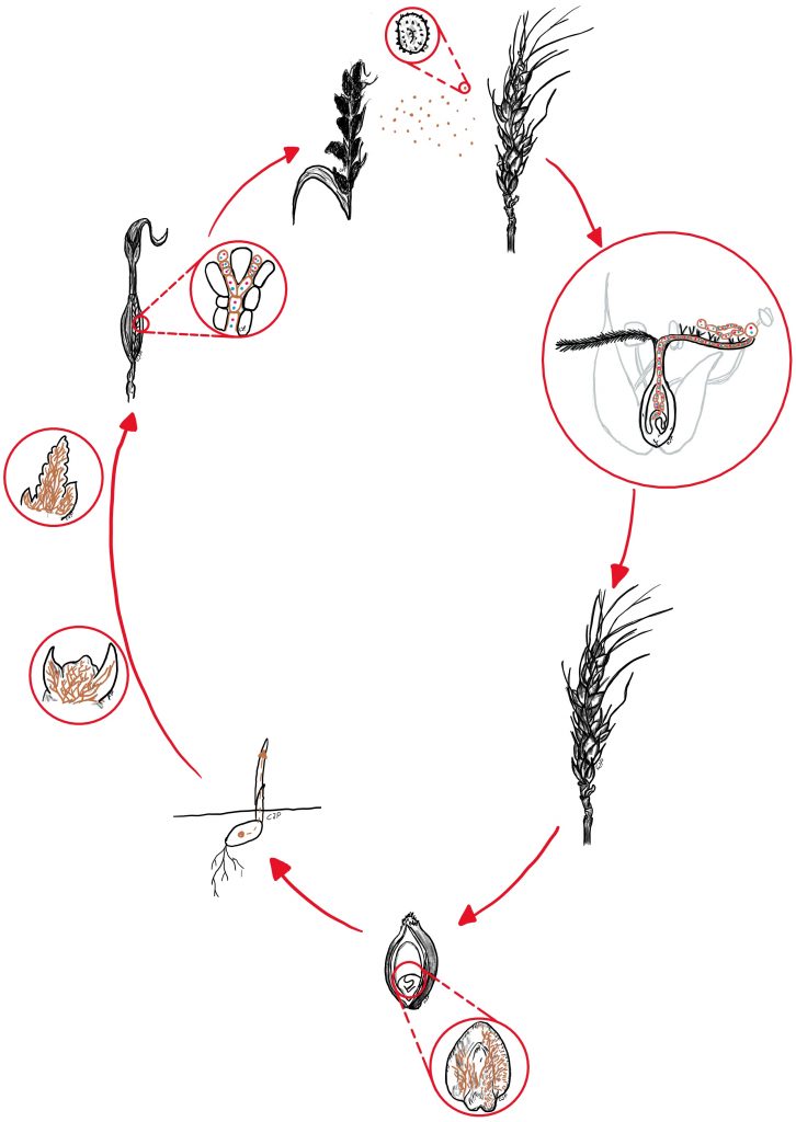  Ciclo vitale Ustilago nuda (Fonte: Cecilia Panzetti)