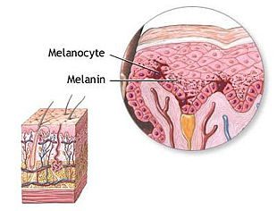 I melanociti sono cellule dalla forma irregolare con numerosi e lunghi processi che si estendono tra i cheratinociti dello strato basale e lo strato spinoso. Essi impacchettano la melanina prodotta in vescicole dette melanosomi, che migrano lungo i processi cellulari dei melanociti