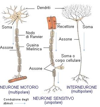 Classificazione  funzionale dei neuroni
