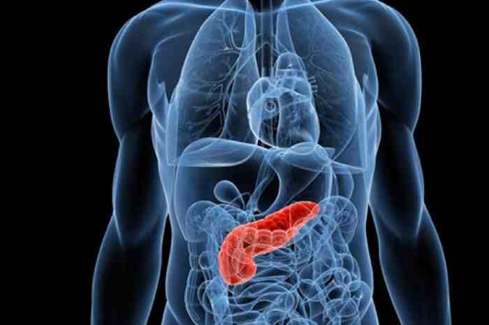 il pancreas è una ghiandola situata nella parte superiore e posteriore della cavità addominale e può essere suddiviso in tre parti. 