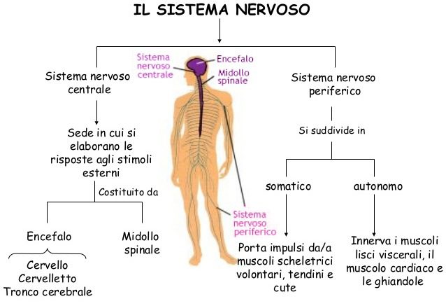 Schematizzazione del sistema nervoso