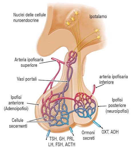 Ipofisi ed ipotalamo
