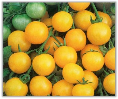 xi-tomatl, primi pomodori, da cui sono discesi i nostri, microbicamente deteriorabili.
