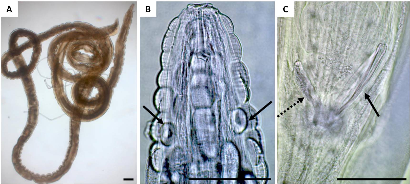 Figura 1 – A) Verme adulto di G. pulchrum; B) Estremità anteriore con le file di scudi cuticolari e le due papille sensoriali (frecce); C) Estremità posteriore del maschio con la spicola desta (freccia) e il gubernacolo (freccia tratteggiata)