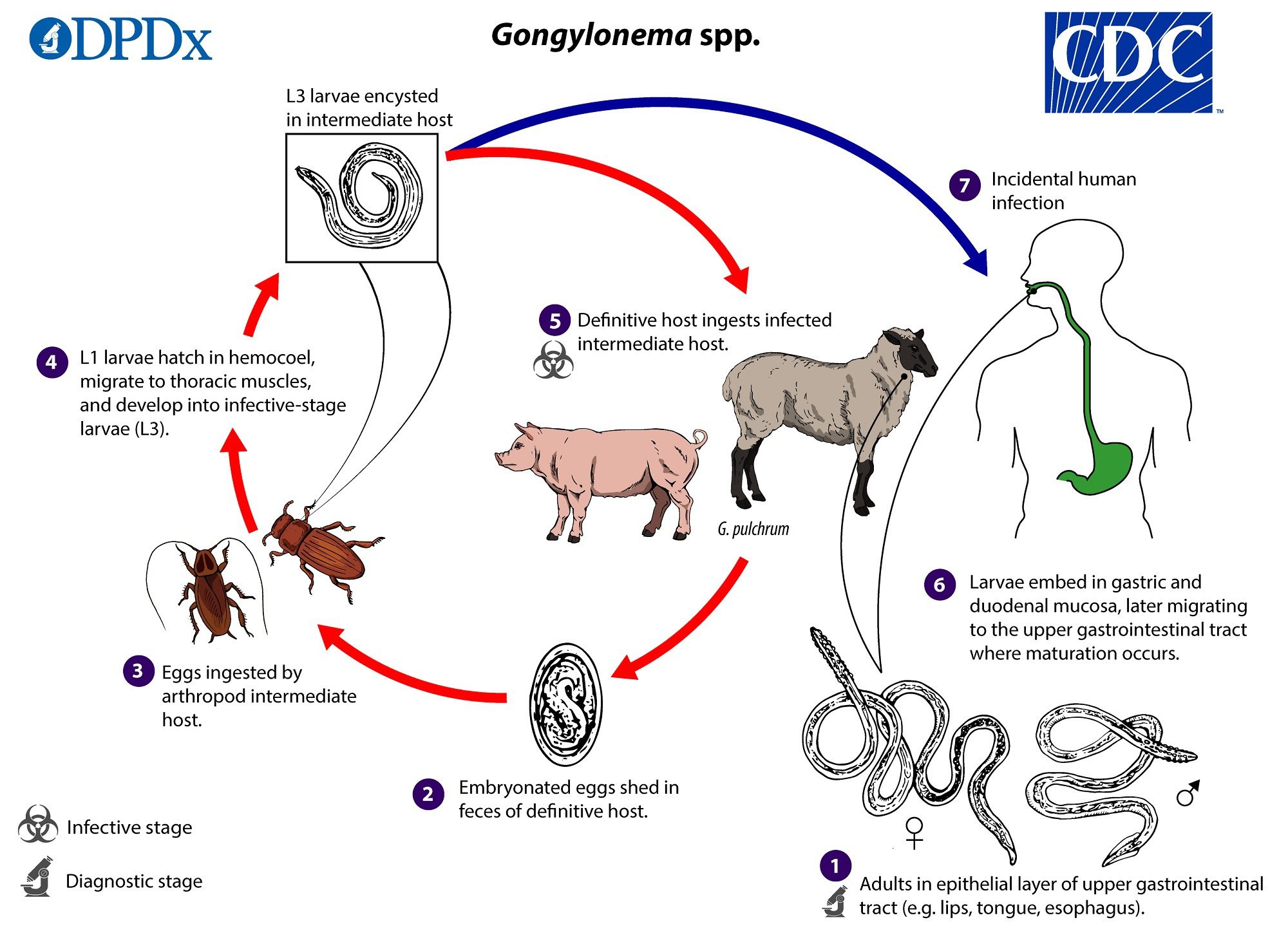 Figura 4 – Raffigurazione del ciclo vitale dei vermi del genere Gongylonema