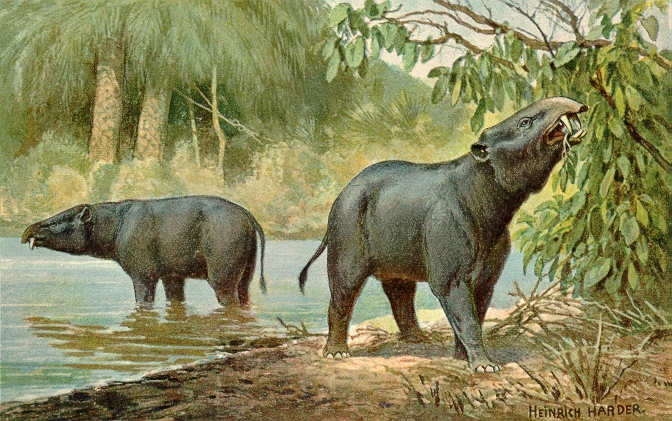 Moeritherium (Proboscidato dell'Eocene)