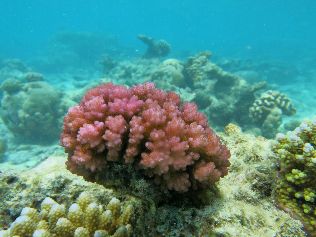 Corallo pocillopora, su cui si è prelevato symbiodinium