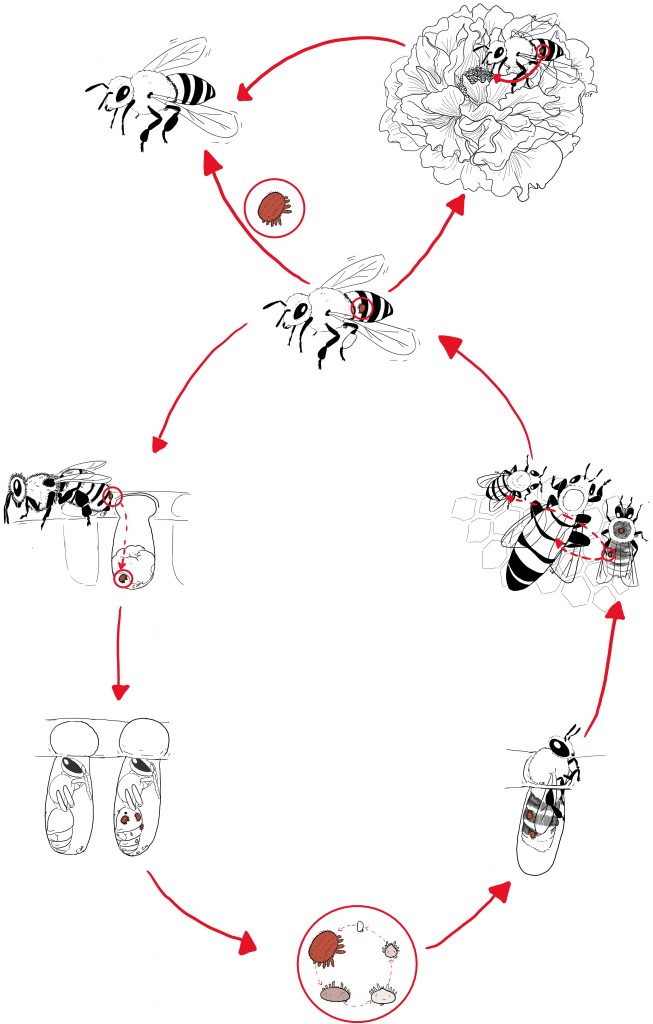 Figura 3: Ciclo vitale di Varroa destructor [photo: Cecilia Panzetti].