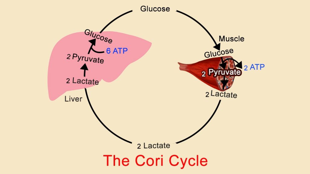 Schema del meccanismo biochimico del ciclo di cori