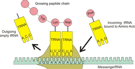 il ruolo svolto dall'mRNA e dai tRNA durante la traduzione