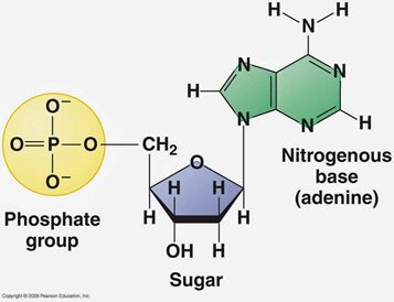 struttura chimica del nucleodite adenosina monofosfato