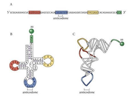 Nella figura B il tRNA viene raffigurato nella forma bidimensionale. Con questa rappresentazione si possono facilmente individuare i nucleotidi che formano il braccio accettore e l'anticodone. Nella figura A il tRNA viene raffigurato nella forma tridimensionale a forma di "L".