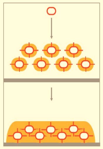 Figura 1 - Rappresentazione biofilm per batteri non mobili - [Credit: Lemon et al., 2008] swarming