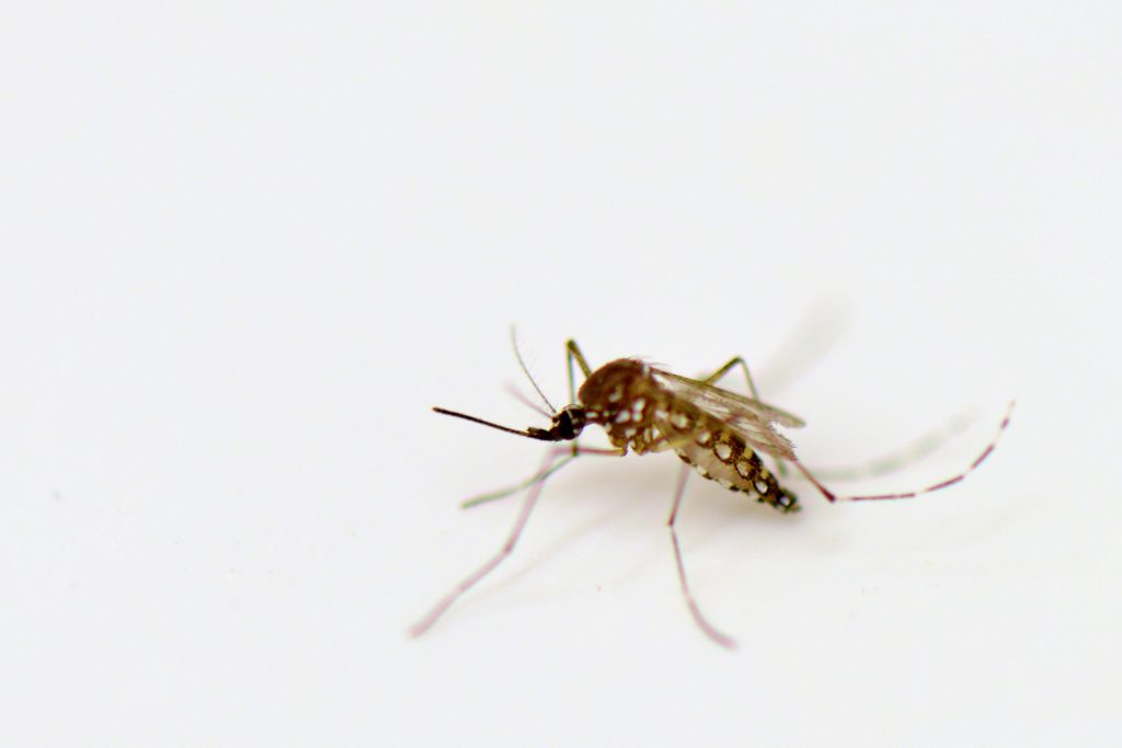 Aedes aegypti vettore di virus