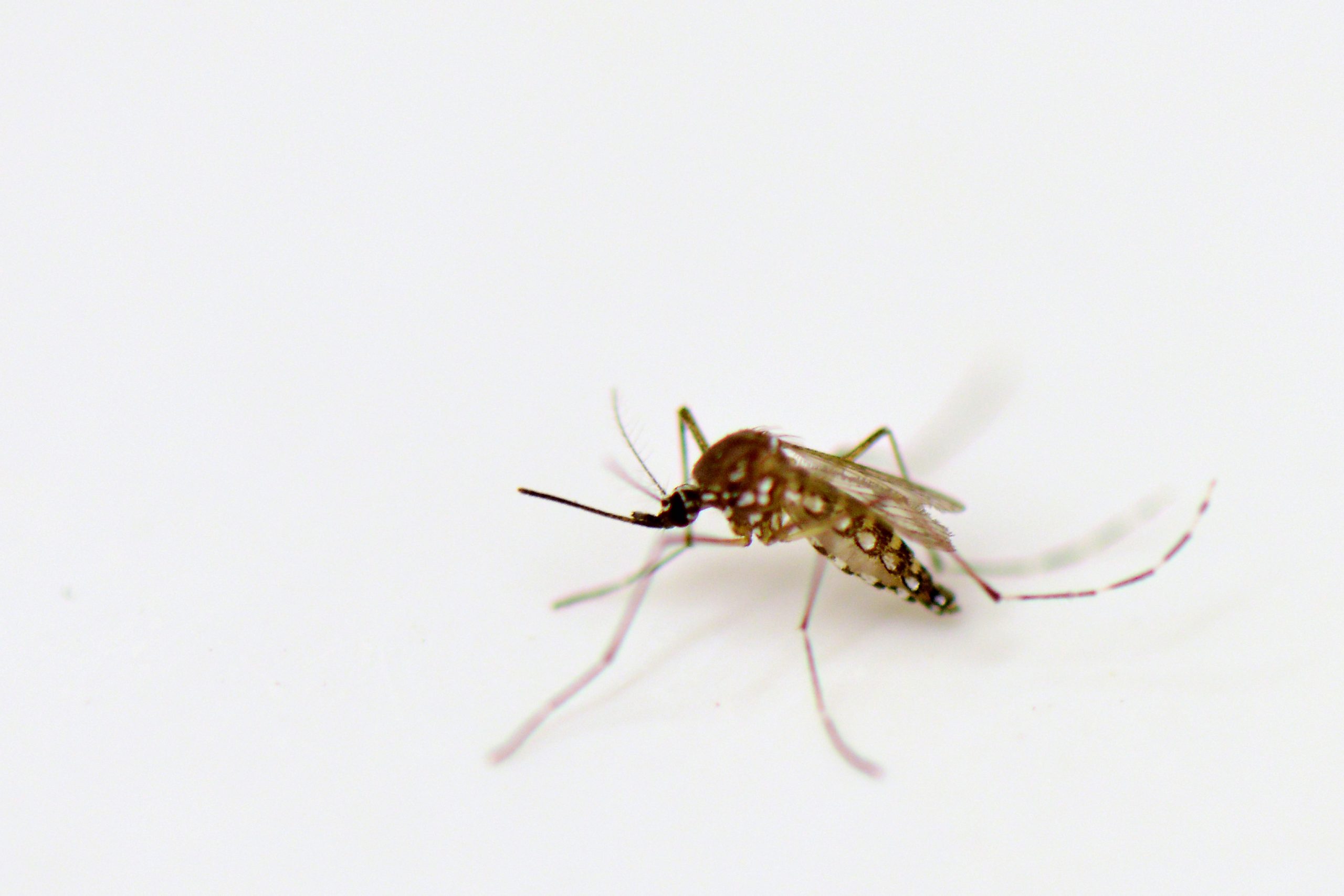 Aedes aegypti