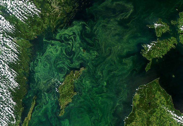 Eutrofizzazione del Mar Baltico catturata da un'immagine satellitare
