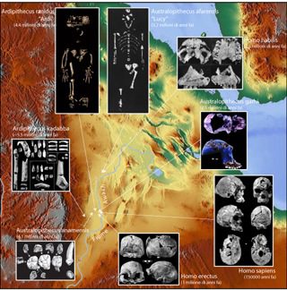 Nella rift valley etiope, ureasi microbiche nei suoli limitrofi a siti paleoantropologici.