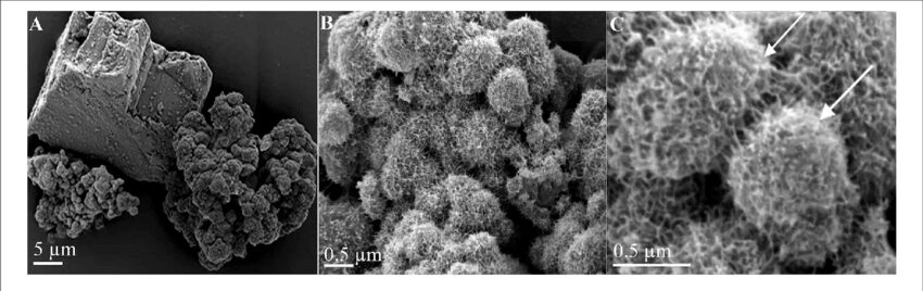 M. sedula microscopy