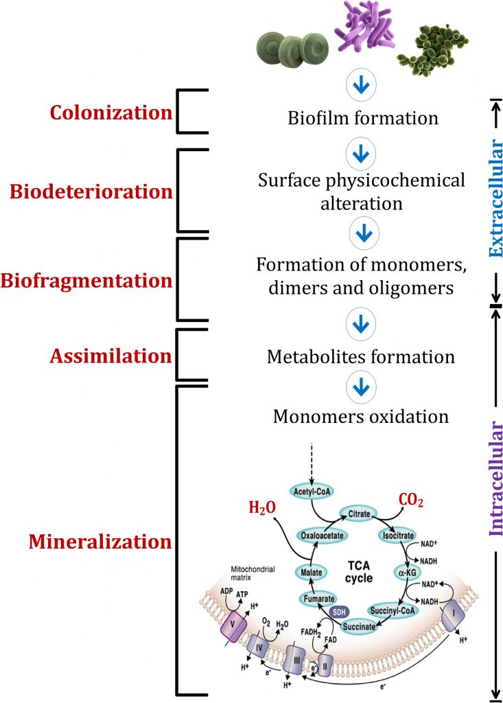 Figura 2: Stadi della biodegradazione microbica dei polimeri plastici.                                  