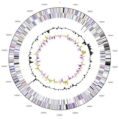 Rappresentazione del genoma di Ferroglobus placidus 