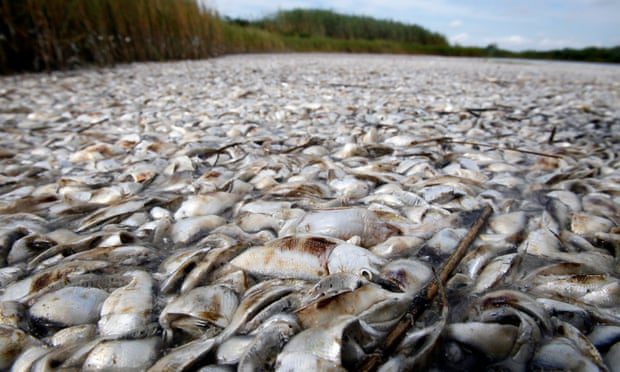 Strage di pesci nel Golfo del Messico, la seconda dead zone più grande al mondo